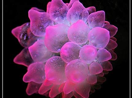 corals inverts - entacmaea quadricolor - bulb anemone stocking in 150 gallons tank - bubble tip anemone corals inverts - entacmaea quadricolor - bulb anemone stocking in 150 gallons tank - bubble tip anemone
