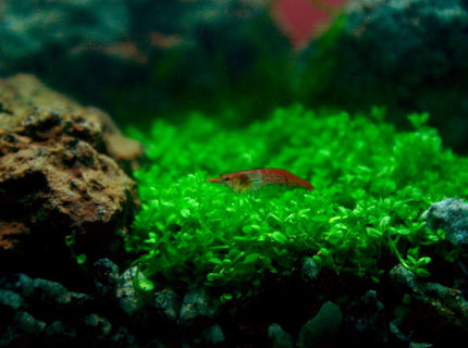 corals inverts - neocaridina denticulata sinensis - red cherry shrimp stocking in 26 gallons tank - Cherry shrimp in my 1 gallon nano before I added the galaxy rasbora. corals inverts - neocaridina denticulata sinensis - red cherry shrimp stocking in 26 gallons tank - Cherry shrimp in my 1 gallon nano before I added the galaxy rasbora.