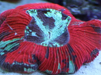 corals inverts - trachyphyllia geoffroyi - brain coral stocking in 110 gallons tank - Brains are cool corals inverts - trachyphyllia geoffroyi - brain coral stocking in 110 gallons tank - Brains are cool