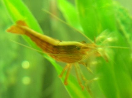 corals inverts - atyopsis moluccensis - bamboo shrimp stocking in 75 gallons tank - filtering bamboo shrimp corals inverts - atyopsis moluccensis - bamboo shrimp stocking in 75 gallons tank - filtering bamboo shrimp