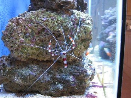 corals inverts - stenopus hispidus - banded coral shrimp stocking in 55 gallons tank - Banded Coral Shrimp corals inverts - stenopus hispidus - banded coral shrimp stocking in 55 gallons tank - Banded Coral Shrimp