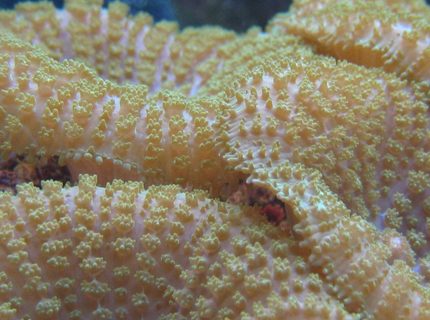 corals inverts - rhodactis indosinensis - hairy mushroom stocking in 125 gallons tank - Gotta love those mushroom closeups corals inverts - rhodactis indosinensis - hairy mushroom stocking in 125 gallons tank - Gotta love those mushroom closeups