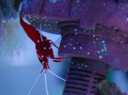 corals inverts - lysmata debelius - blood red fire shrimp stocking in 20 gallons tank - Fire shrimp, hiding from the clown fish. corals inverts - lysmata debelius - blood red fire shrimp stocking in 20 gallons tank - Fire shrimp, hiding from the clown fish.