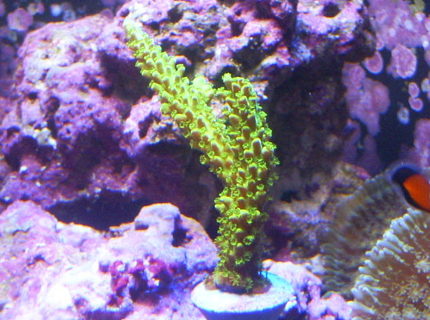 corals inverts - acropora yongei - bali green slimer stocking in 24 gallons tank - Neon green Acro corals inverts - acropora yongei - bali green slimer stocking in 24 gallons tank - Neon green Acro