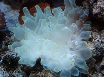 corals inverts - entacmaea quadricolor - bulb anemone stocking in 44 gallons tank - Purple tip bubble anenome. corals inverts - entacmaea quadricolor - bulb anemone stocking in 44 gallons tank - Purple tip bubble anenome.