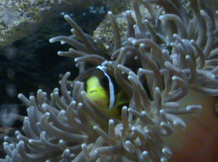 corals inverts - heteractis crispa - sebae anemone stocking in 28 gallons tank - Clarkii Amphiprion corals inverts - heteractis crispa - sebae anemone stocking in 28 gallons tank - Clarkii Amphiprion