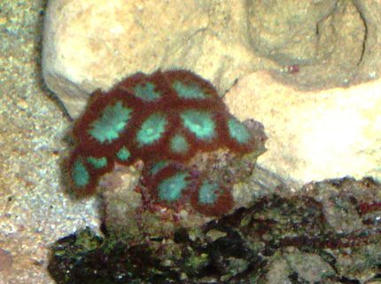 corals inverts - blastomussa merletti - australian big polyp blastomussa stocking in 114 gallons tank - BLASTOMUSSA WELLSI corals inverts - blastomussa merletti - australian big polyp blastomussa stocking in 114 gallons tank - BLASTOMUSSA WELLSI