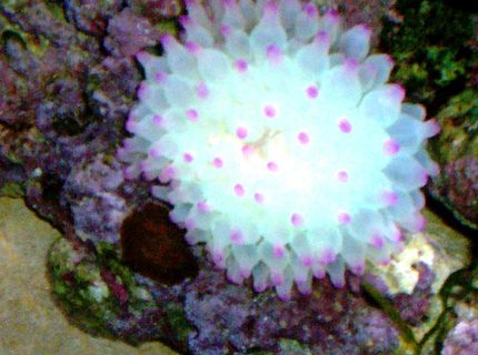 corals inverts - entacmaea quadricolor - bubble tip anemone stocking in 114 gallons tank - BUBBLE TIP ANEMONE corals inverts - entacmaea quadricolor - bubble tip anemone stocking in 114 gallons tank - BUBBLE TIP ANEMONE