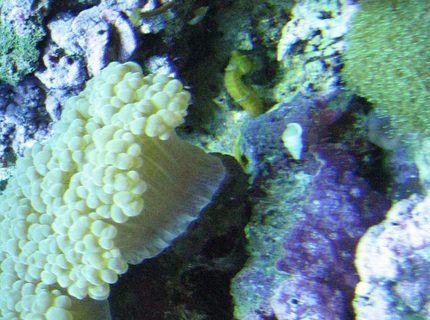 corals inverts - euphyllia glabrescens - torch coral stocking in 75 gallons tank - corals corals inverts - euphyllia glabrescens - torch coral stocking in 75 gallons tank - corals