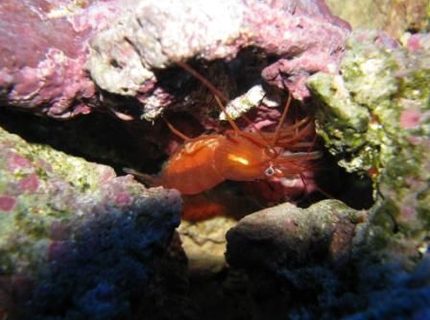 corals inverts - lysmata wurdemanni - peppermint shrimp stocking in 55 gallons tank - Shrimp with eggs corals inverts - lysmata wurdemanni - peppermint shrimp stocking in 55 gallons tank - Shrimp with eggs