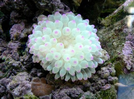 corals inverts - entacmaea quadricolor - bubble tip anemone stocking in 114 gallons tank - PINK
BUBBLE TIP ANEMONE corals inverts - entacmaea quadricolor - bubble tip anemone stocking in 114 gallons tank - PINK
BUBBLE TIP ANEMONE