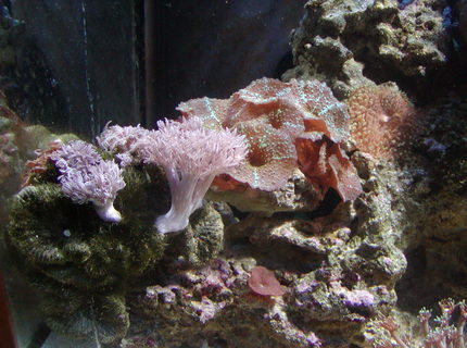corals inverts - rhodactis indosinensis - hairy mushroom stocking in 75 gallons tank - coral corals inverts - rhodactis indosinensis - hairy mushroom stocking in 75 gallons tank - coral