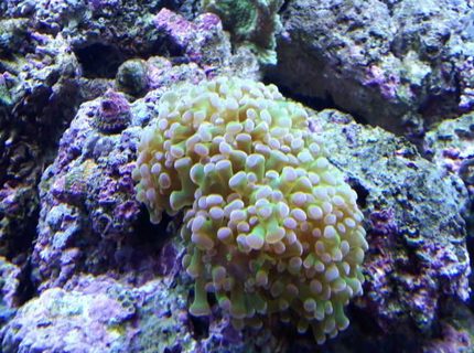 corals inverts - euphyllia paradivisa - frogspawn coral - branched stocking in 120 gallons tank - pink tipped frogspawn corals inverts - euphyllia paradivisa - frogspawn coral - branched stocking in 120 gallons tank - pink tipped frogspawn