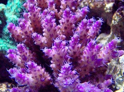 corals inverts - acropora sp. - purple tip acropora stocking in 120 gallons tank - I call this purple ice corals inverts - acropora sp. - purple tip acropora stocking in 120 gallons tank - I call this purple ice