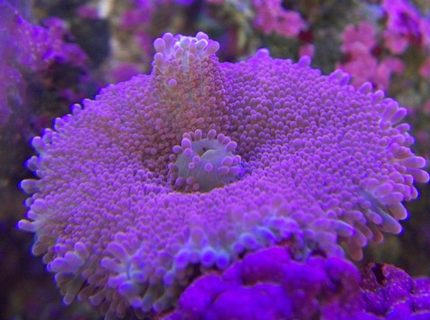 corals inverts - ricordea yuma - flower / ricordea mushroom stocking in 65 gallons tank - Yumma corals inverts - ricordea yuma - flower / ricordea mushroom stocking in 65 gallons tank - Yumma
