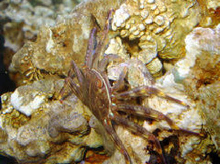 corals inverts - percnon gibbesi - sally lightfoot crab stocking in 55 gallons tank - Crabcakes! corals inverts - percnon gibbesi - sally lightfoot crab stocking in 55 gallons tank - Crabcakes!