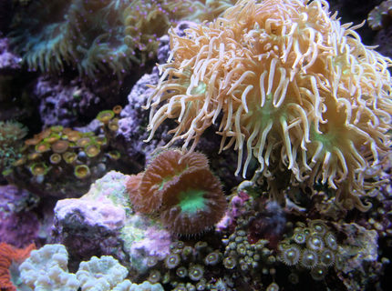 corals inverts - duncanopsammia axifuga - giant green polyp duncan stocking in 130 gallons tank - Blastomussa Merleti and Duncans grown from 2 heads :) corals inverts - duncanopsammia axifuga - giant green polyp duncan stocking in 130 gallons tank - Blastomussa Merleti and Duncans grown from 2 heads :)