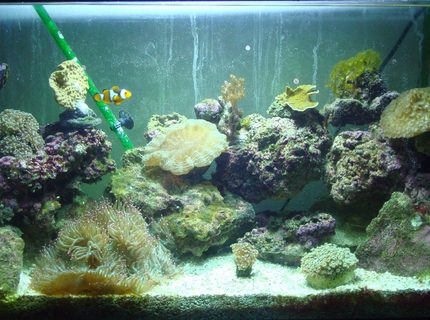 corals inverts - trachyphyllia geoffroyi - brain coral, trachyphyllia stocking in 29 gallons tank - my 29 reef, not great, but not bad for a poor college kid corals inverts - trachyphyllia geoffroyi - brain coral, trachyphyllia stocking in 29 gallons tank - my 29 reef, not great, but not bad for a poor college kid