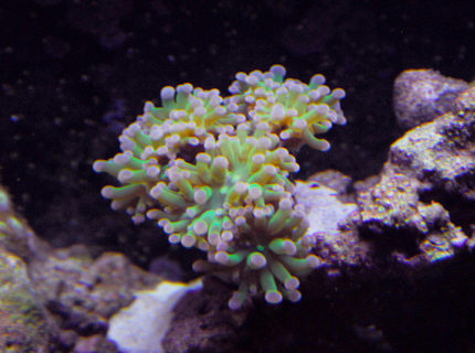corals inverts - euphyllia paradivisa - frogspawn coral stocking in 29 gallons tank - This is my hammer coral that I have had for 4 months now, I bought it with 2 heads and now it has four, almost five. corals inverts - euphyllia paradivisa - frogspawn coral stocking in 29 gallons tank - This is my hammer coral that I have had for 4 months now, I bought it with 2 heads and now it has four, almost five.