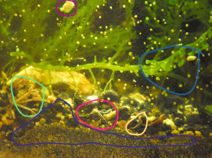 corals inverts - euphyllia glabrescens - torch coral stocking in 29 gallons tank - The purple up top is a snail that was one of a bunch that was born two months back. They are growing quickly, with plenty of algae. The light blue on the right is just showing another baby snail along with culpera. The pink is a mini bristle star, and the yellow is a bristle worm. The green is xenia that just apeared, and the purple is to show that lovely sediment. MMMMM.......NASTY. also if you look at all the little white dots.......they are filter feeding feather dusters. they help too! corals inverts - euphyllia glabrescens - torch coral stocking in 29 gallons tank - The purple up top is a snail that was one of a bunch that was born two months back. They are growing quickly, with plenty of algae. The light blue on the right is just showing another baby snail along with culpera. The pink is a mini bristle star, and the yellow is a bristle worm. The green is xenia that just apeared, and the purple is to show that lovely sediment. MMMMM.......NASTY. also if you look at all the little white dots.......they are filter feeding feather dusters. they help too!