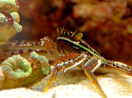 corals inverts - percnon gibbesi - sally lightfoot crab stocking in 75 gallons tank - Sally corals inverts - percnon gibbesi - sally lightfoot crab stocking in 75 gallons tank - Sally