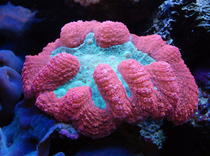 corals inverts - trachyphyllia geoffroyi - brain coral stocking in 125 gallons tank - Brain coral corals inverts - trachyphyllia geoffroyi - brain coral stocking in 125 gallons tank - Brain coral