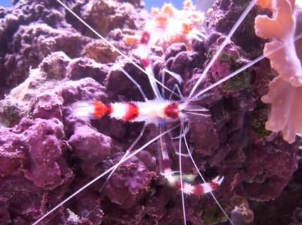 corals inverts - stenopus hispidus - banded coral shrimp stocking in 500 gallons tank - Boxer Shrimp corals inverts - stenopus hispidus - banded coral shrimp stocking in 500 gallons tank - Boxer Shrimp