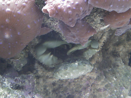 corals inverts - mithrax sculptus - emerald crab stocking in 55 gallons tank - emerald crab and superman mushrooms corals inverts - mithrax sculptus - emerald crab stocking in 55 gallons tank - emerald crab and superman mushrooms