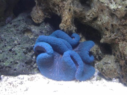 corals inverts - stichodactyla haddoni - haddon's carpet anemone, blue stocking in 55 gallons tank - Blue Carpet corals inverts - stichodactyla haddoni - haddon's carpet anemone, blue stocking in 55 gallons tank - Blue Carpet