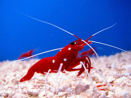 corals inverts - lysmata debelius - blood red fire shrimp stocking in 44 gallons tank - Fire Shrimp corals inverts - lysmata debelius - blood red fire shrimp stocking in 44 gallons tank - Fire Shrimp