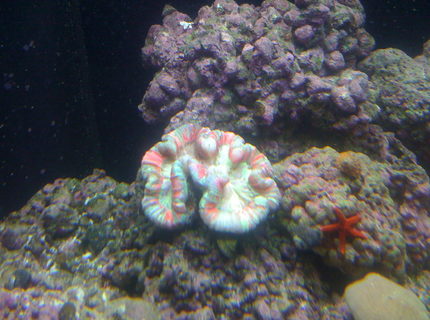 corals inverts - trachyphyllia radiata - brain coral, wellsophyllia stocking in 156 gallons tank - wellsophyllia corals inverts - trachyphyllia radiata - brain coral, wellsophyllia stocking in 156 gallons tank - wellsophyllia
