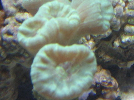 corals inverts - caulastrea furcata - candy cane coral stocking in 14 gallons tank - green candy cane coral corals inverts - caulastrea furcata - candy cane coral stocking in 14 gallons tank - green candy cane coral