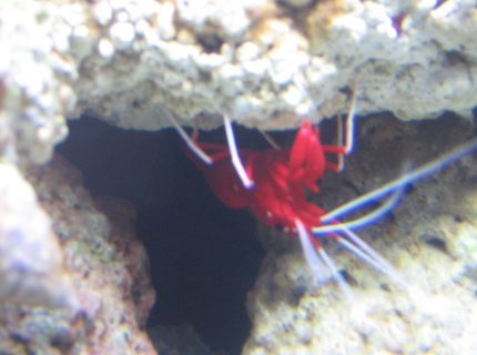 corals inverts - lysmata debelius - blood red fire shrimp stocking in 14 gallons tank - blood red fire shrimp corals inverts - lysmata debelius - blood red fire shrimp stocking in 14 gallons tank - blood red fire shrimp