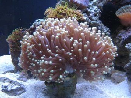 corals inverts - heteractis crispa - sebae anemone stocking in 12 gallons tank - my tank corals inverts - heteractis crispa - sebae anemone stocking in 12 gallons tank - my tank