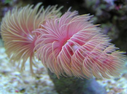 Rated #7: Corals Inverts - Protula Bispiralis - Hard Tube Coco Worm - My 9 Month Old Coco-Worm
85g (uk) Bow Front Tank, 4x54 T5 Luminare / Deltec Aqua+ Tubes, Deltec MCE600 Skimmer, Eheim Pro 3 Ex-Filter, TMC UV15, Tunze 6060 / Maxi-Jet 1200 PH Combo, Auto Top-Up, 3 Stage 6" DSB, Hydor ETH 300 heater. Rated #7: Corals Inverts - Protula Bispiralis - Hard Tube Coco Worm - My 9 Month Old Coco-Worm
85g (uk) Bow Front Tank, 4x54 T5 Luminare / Deltec Aqua+ Tubes, Deltec MCE600 Skimmer, Eheim Pro 3 Ex-Filter, TMC UV15, Tunze 6060 / Maxi-Jet 1200 PH Combo, Auto Top-Up, 3 Stage 6" DSB, Hydor ETH 300 heater.