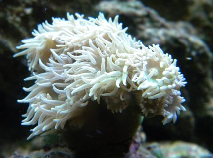 corals inverts - duncanopsammia axifuga - giant green polyp duncan stocking in 54 gallons tank - duncan coral corals inverts - duncanopsammia axifuga - giant green polyp duncan stocking in 54 gallons tank - duncan coral