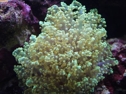 corals inverts - euphyllia glabrescens - torch coral stocking in 65 gallons tank - Green Blobs corals inverts - euphyllia glabrescens - torch coral stocking in 65 gallons tank - Green Blobs