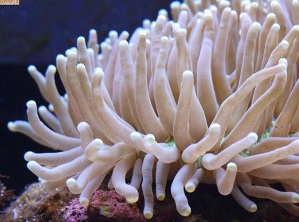 corals inverts - heteractis crispa - sebae anemone stocking in 65 gallons tank - Fingered corals inverts - heteractis crispa - sebae anemone stocking in 65 gallons tank - Fingered