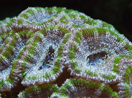 corals inverts - acanthastrea lordhowensis - aussie acan lord coral stocking in 37 gallons tank - Green Acan corals inverts - acanthastrea lordhowensis - aussie acan lord coral stocking in 37 gallons tank - Green Acan