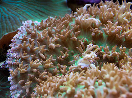 corals inverts - rhodactis indosinensis - hairy mushroom stocking in 37 gallons tank - Rhodactis indosinensis corals inverts - rhodactis indosinensis - hairy mushroom stocking in 37 gallons tank - Rhodactis indosinensis