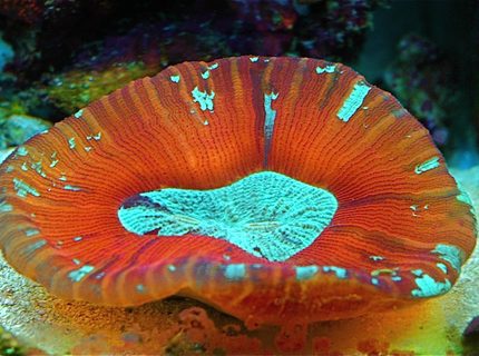 Rated #5: Corals Inverts - Trachyphyllia Geoffroyi - Brain Coral Stocking In 10 Gallons Tank - Red and Green Trachophyllia Rated #5: Corals Inverts - Trachyphyllia Geoffroyi - Brain Coral Stocking In 10 Gallons Tank - Red and Green Trachophyllia