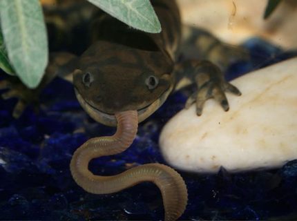 Rated #6: Corals Inverts - Ambystoma Tigrinum - Tiger Salamander Stocking In 75 Gallons Tank - tiger salamander with night crawler Rated #6: Corals Inverts - Ambystoma Tigrinum - Tiger Salamander Stocking In 75 Gallons Tank - tiger salamander with night crawler