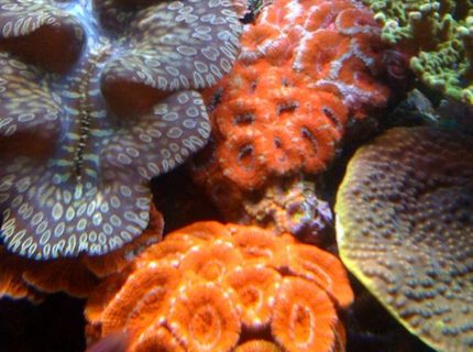 corals inverts - acanthastrea lordhowensis - aussie acans stocking in 75 gallons tank - Acan colonies! corals inverts - acanthastrea lordhowensis - aussie acans stocking in 75 gallons tank - Acan colonies!