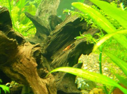 corals inverts - neocaridina denticulata sinensis - red cherry shrimp stocking in 75 gallons tank - Red Shrimp corals inverts - neocaridina denticulata sinensis - red cherry shrimp stocking in 75 gallons tank - Red Shrimp