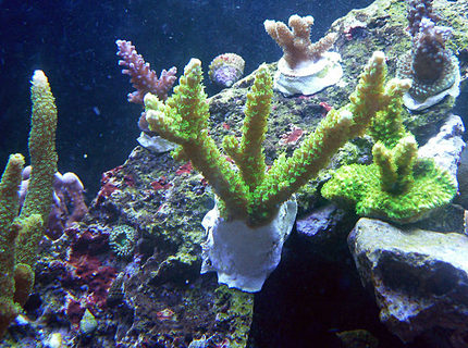 corals inverts - acropora yongei - bali green slimer stocking in 72 gallons tank - 2 corals inverts - acropora yongei - bali green slimer stocking in 72 gallons tank - 2