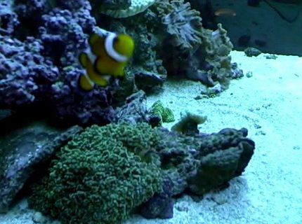 corals inverts - euphyllia paradivisa - frogspawn coral - my clown, frogspawn, trumpet, and lettuse leather. corals inverts - euphyllia paradivisa - frogspawn coral - my clown, frogspawn, trumpet, and lettuse leather.