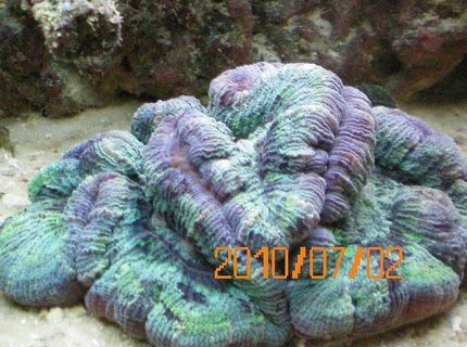 corals inverts - trachyphyllia radiata - wellso flat brain coral stocking in 60 gallons tank - Wesophilia Brain Coral corals inverts - trachyphyllia radiata - wellso flat brain coral stocking in 60 gallons tank - Wesophilia Brain Coral