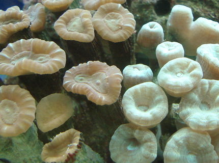 corals inverts - caulastrea furcata - candy cane coral stocking in 44 gallons tank - Candycane Corals. We have just moved them into the Aquaone 900 from a smaller tank with no proper lighting and no protein skimmer etc and now I have seen a massive improvement in the health of these candy canes. The bright green stripes are returning to the browny coloured one! and their little tenticles come out much more often. corals inverts - caulastrea furcata - candy cane coral stocking in 44 gallons tank - Candycane Corals. We have just moved them into the Aquaone 900 from a smaller tank with no proper lighting and no protein skimmer etc and now I have seen a massive improvement in the health of these candy canes. The bright green stripes are returning to the browny coloured one! and their little tenticles come out much more often.
