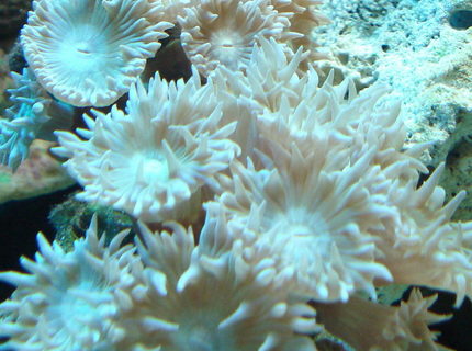 corals inverts - duncanopsammia axifuga - duncan coral stocking in 44 gallons tank - Stoney Coral?? corals inverts - duncanopsammia axifuga - duncan coral stocking in 44 gallons tank - Stoney Coral??