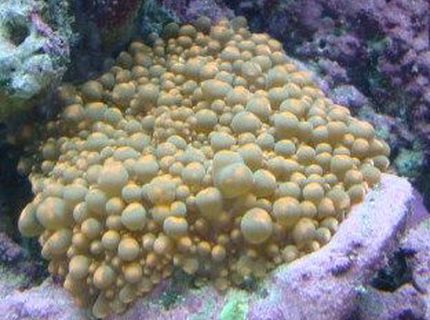 corals inverts - ricordea yuma - flower / ricordea mushroom, green stocking in 30 gallons tank - Ricordea corals inverts - ricordea yuma - flower / ricordea mushroom, green stocking in 30 gallons tank - Ricordea
